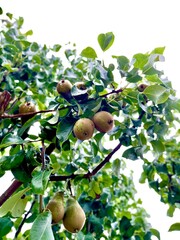 Close-up of ripe pears hanging from a tree branch, with green leaves against a bright, white sky.