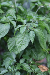 Obraz premium close up of leaves of plant