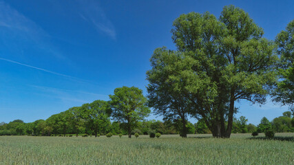 Fototapeta premium Trees and sky
