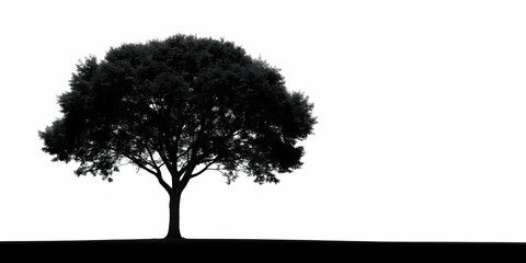 Fototapeta premium Tree silhouette with black and white contrast, isolated on white background, nature, abstract, monochrome, minimalist, organic