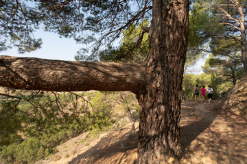 Pino enorme con gran rama y al fondo senderistas caminan por una senda en las inmediaciones de Daroca, Zaragoza, Aragon, España.