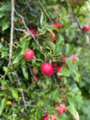 Bright red apples clustered on branches amidst rich green leaves, capturing the essence of autumn's harvest and natural beauty.