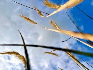 A striking upward view of tall reeds swaying gently against a vibrant blue sky, evoking tranquillity and the beauty of nature's simplicity.