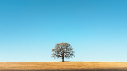 Fototapeta premium Solitary Tree in a Vast Golden Field Against a Clear Blue Sky