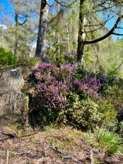 Fototapeta premium Vibrant heather and lush greenery growing around a tree stump, framed by a bright sunny forest.
