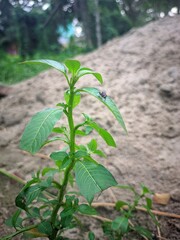 tomato plant in the garden
