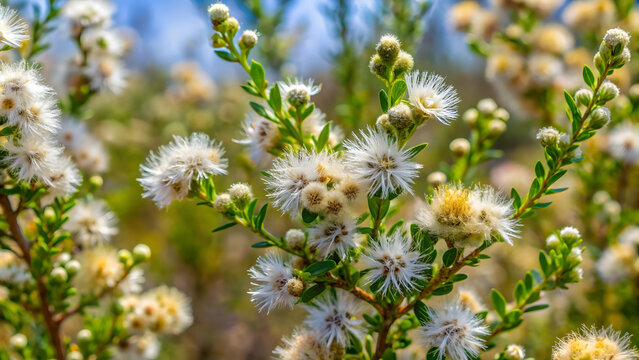 Close up of wild medicinal plant carqueja (Baccharis trimera) in its natural habitat, carqueja