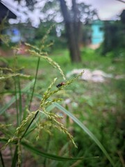 dragonfly on the grass
