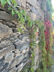 Climbing plants with red and green leaves adorning a rugged stone wall, bathed in natural light.