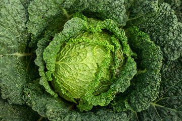 Vegetables green cabbage growing in field