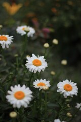 daisies in a garden