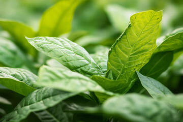 Fresh tobacco plants with green leaves growing in field. Tobacco plantation. Cultivation of raw materials for the tobacco industry