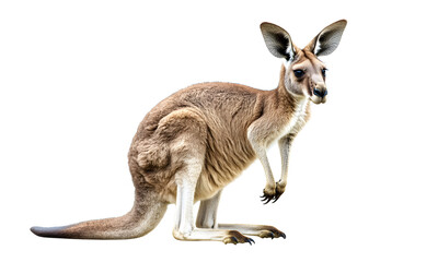 Fototapeta premium kangaroo animal wildlife zoo safari africa, Transparent background