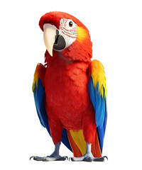Obraz premium Parrot Wildlife Zoo Safari Africa, Transparent background