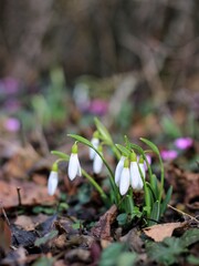 spring snowdrop flowers