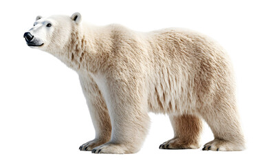 Fototapeta premium Polar bear animal wildlife zoo safari Africa, Transparent background
