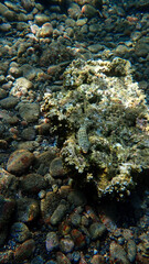 Underwater and close up photo of a Lizard fish. From a scuba dive in the Andaman Sea in Thailand.