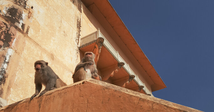 Two Monkeys is siting on wall and eating coconut. Bonnet Macaque - Macaca Radiata Or Zati on street.