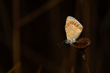 Butterfly. A photo of a butterfly photographed in its natural life. Nature background. 