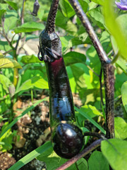 
Close-up of ripe eggplant fruit.