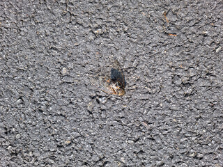 This is a cicada on the asphalt.