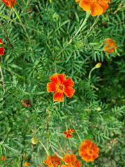 These are red marigolds blooming in the flower bed.