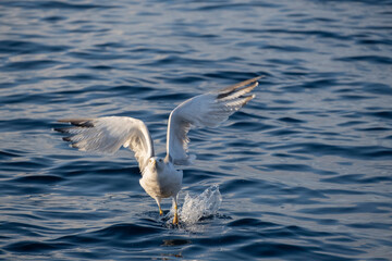 Seagull flying over the sea