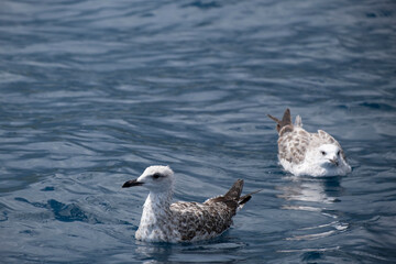 Seagull swimming over the sea