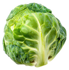Fototapeta premium PNG Brussels Sprouts vegetable produce reptile.