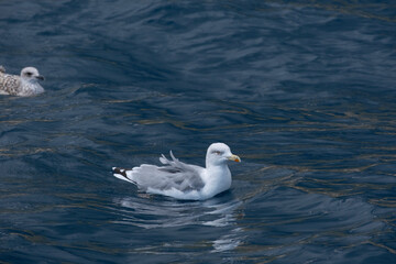 Seagull swimming over the sea