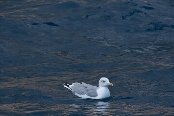 Seagull swimming over the sea