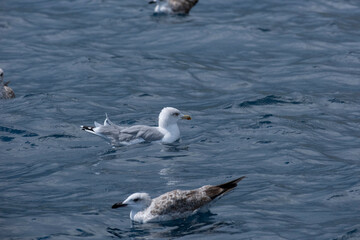 Seagull swimming over the sea