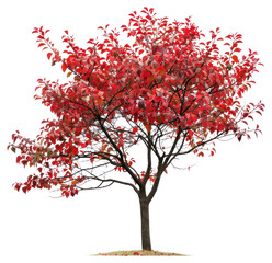 Fototapeta premium PNG Vibrant autumn tree with foliage