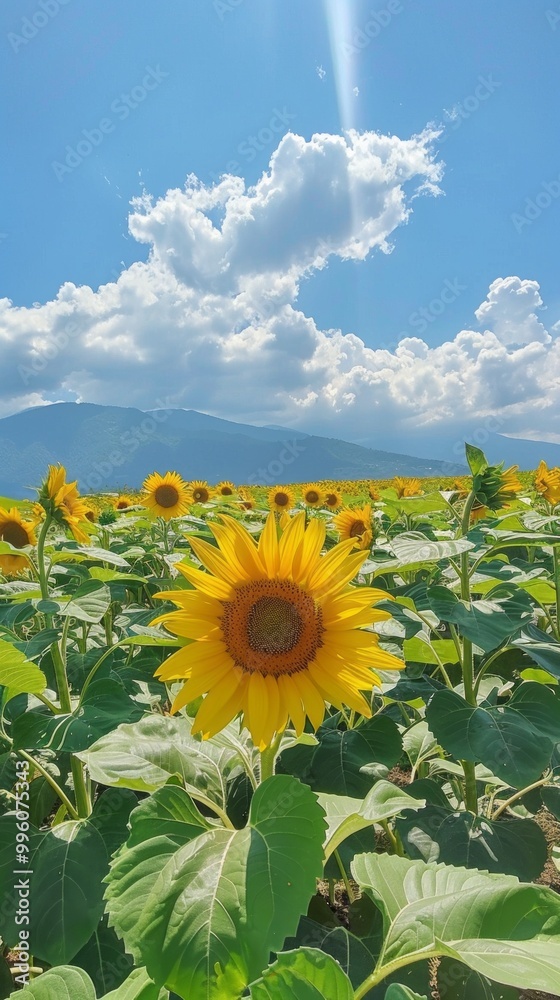 Wall mural A field of sunflowers with a single sunflower in the foreground