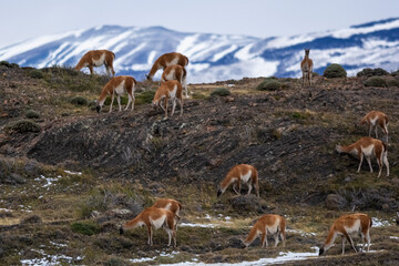 Guanacos herd grazing,Torres del Paine National Park, Patagonia, Chile.