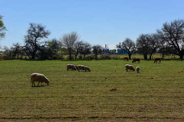 Sheep in rural landscape, La Pampa Province, Patagonia,Argentina