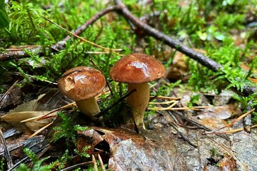 Grzyby w lesie © Bartek