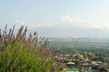 A view of the city beyond the lavender