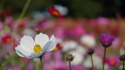 夕日とコスモス畑