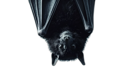 A single black bat hanging upside down isolated on a plain white background