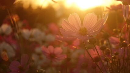 Fototapeta premium 夕日とコスモス畑