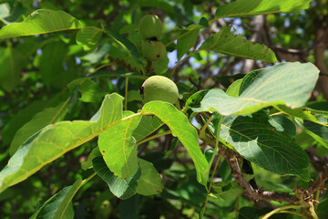 Ripening still green walnut on a tree, Greece.