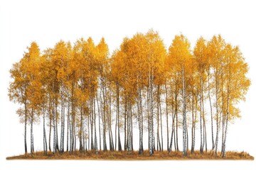 Golden autumn birch forest landscape