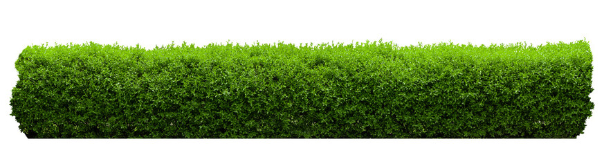 Obraz premium Tropical shrub bush fence tree isolated plant with clipping path.