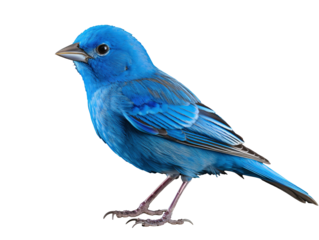 a blue bird standing on a white background
