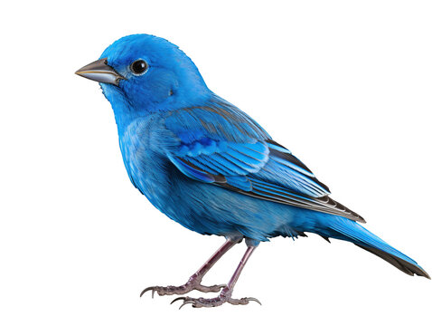 a blue bird standing on a white background