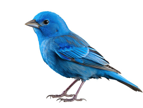 a blue bird standing on a white background