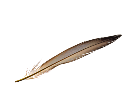 a brown feather with black lines