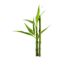 a close up of a bamboo