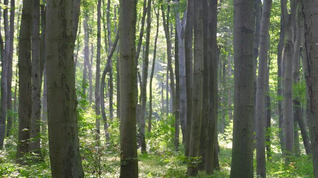 European beech tree trunks in the forest in the rays of backlight.